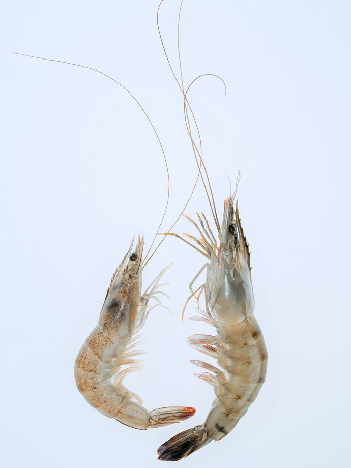 Food and product photography sample in Kuantan 04